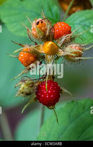 Lamponi selvatici che crescono lungo un sentiero escursionistico Foto Stock