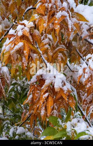 Foglie autunnali ricoperte di neve nel parco, primo piano Foto Stock