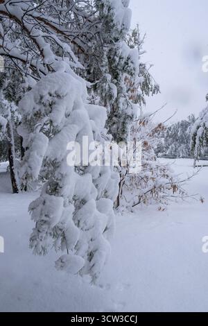 Foresta invernale innevata. Splendido paesaggio invernale Foto Stock