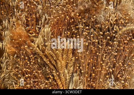 Composizione pianeggiante di frumento, lino, avena, orecchie di segale e fiori di canne. Piante secche e texture naturali disposte in uno stile rustico e organico. Vista dall'alto Foto Stock