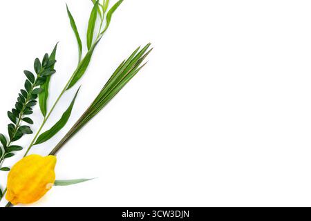 Vista dall'alto dei tradizionali simboli Sukkot delle festività ebraiche: Etrog (citrona), Lulav (ramo di palma), Hadas (mirto) e Arava (salice) disposti su un bianco Foto Stock