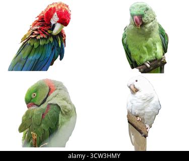 Collage con diverse specie di pappagalli: L'ara alata verde, il parrocchetto con anelli rosa, il parrocchetto di Alexandrine Foto Stock