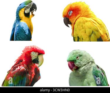 Collage con diverse specie di pappagalli: Acquavite blu e gialla, conura solare, acquavite alata verde, parrocchetto con anelli rosa Foto Stock