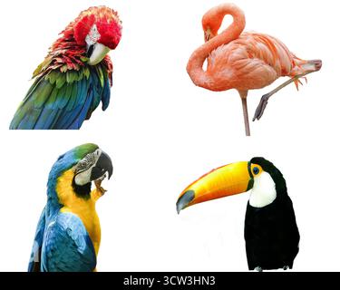 Collage con diverse specie di uccelli esotici: L'ara alata verde, il fenicottero rosa, l'ara blu e gialla, il Toco Toucan Foto Stock