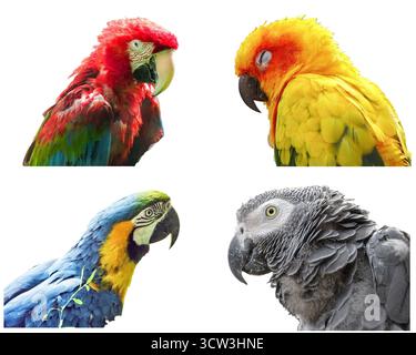 Collage con diverse specie di pappagalli: Pala alata verde, conura solare, pala blu e gialla, grigio africano Foto Stock