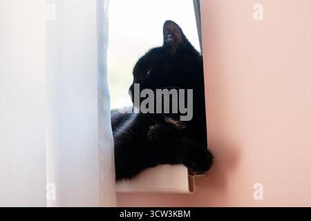 Gatto nero sdraiato su un davanzale, che guarda attentamente all'esterno, con luce soffusa che filtra attraverso le tende, creando un'atmosfera serena e accogliente Foto Stock