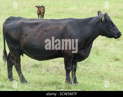 Una mucca nera angus e un vitello angus sul prato Foto Stock