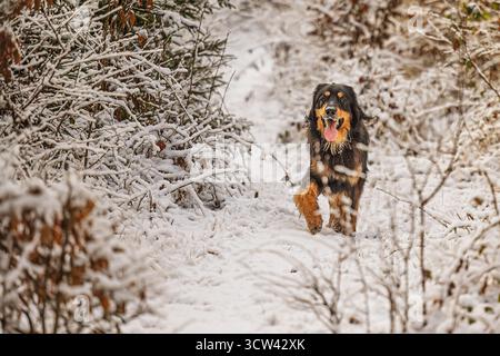 Un cane Hovawart felice corre lungo un sentiero coperto di neve nella foresta, con la sua lingua fuori e la pelliccia scintillante nella fredda luce del sole invernale. Foto Stock