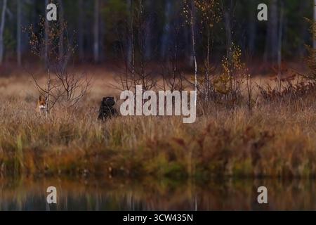 Un Wolverine (Gulo gulo) e una Volpe Rossa (Vulpes vulpes) appaiono insieme ai margini di una foresta autunnale vicino a un laghetto calmo, parzialmente nascosto nell'alto golde Foto Stock