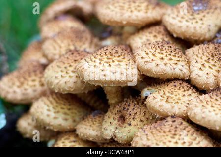 Un gruppo di funghi Pholiota squarrosa, comunemente noti come cappellotto mercantile, che cresce su un ceppo d'albero in una foresta, colpo ravvicinato. Foto Stock