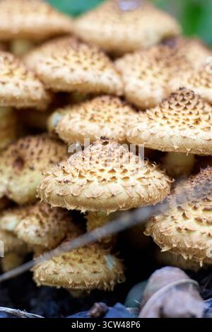 Primo piano di un gruppo di funghi Pholiota Square rosa, che mostrano le caratteristiche coppe scure e il denso raggruppamento di questi funghi boschivi. Foto Stock
