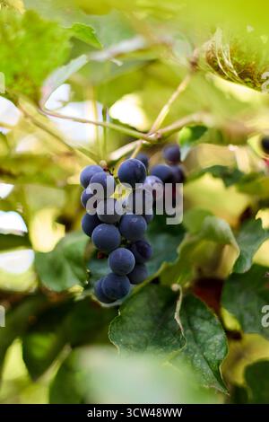 Uno scatto ravvicinato cattura un grappolo abbondante di uve mature di colore blu scuro appese graziosamente in mezzo a un lussureggiante vegetazione verde in un vigneto soleggiato. Foto Stock