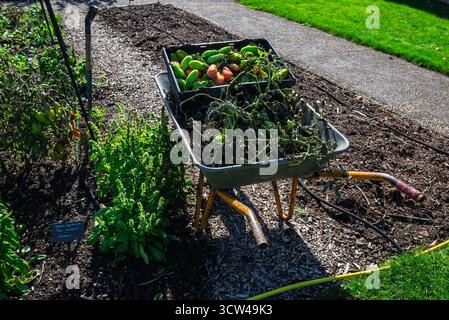 Pomodori San Marzano maturi e maturi raccolti in un orto in una giornata di sole. Foto Stock