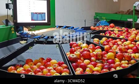 La selezionatrice automatizzata di mele con nastro trasportatore e computer monitora la selezione di mele rosse e gialle in uno stabilimento moderno. Automazione della lavorazione degli alimenti Foto Stock