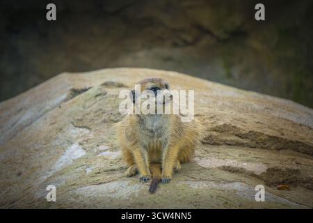 Un meerkat siede comodamente su una roccia nel suo habitat, guardando intorno curiosamente durante una giornata di sole all'aperto, circondato da paesaggi naturali. Foto Stock