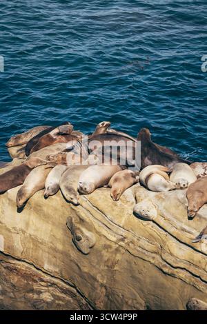 Un gruppo di leoni marini si sta rilassando su una grande roccia vicino all'acqua, godendosi il sole. Le onde dell'oceano si infrangono dolcemente contro la costa rocciosa, creando Foto Stock