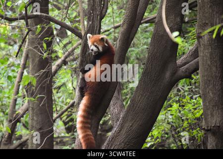 Un panda rosso in un albero alla base di ricerca Chengdu Giant Panda Foto Stock