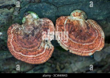 Un paio di colorati funghi Ganoderma che crescono fianco a fianco su un tronco di legno, mostrando una texture ricca e dettagli vivaci. Foto Stock