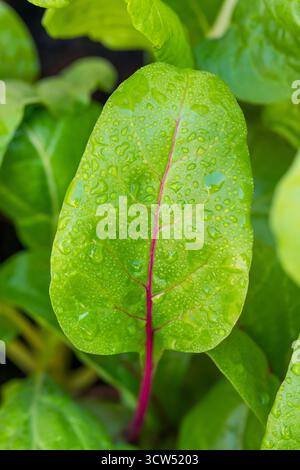 Arcobaleno svizzero biologico sano che cresce in un giardino Foto Stock