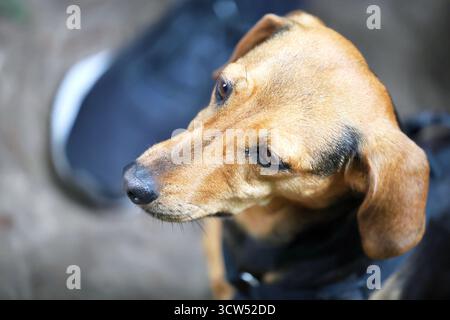 Primo piano di un cane marrone e nero che guarda di lato Foto Stock