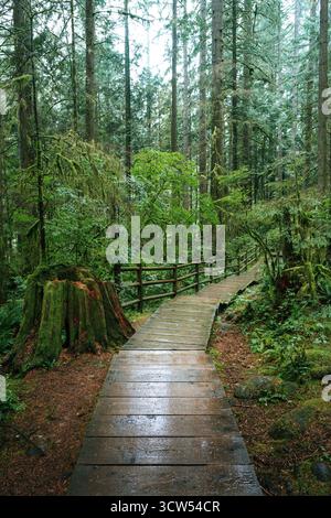 Una tranquilla passerella in legno si snoda attraverso una fitta foresta verde. Gli alberi circostanti e il fogliame vibrante riflettono la tranquillità della natura in una giornata nebbiosa. Foto Stock