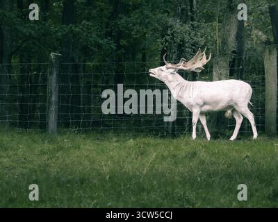 Cervi bianchi in piedi in una radura della foresta, che sembrano vigili vicino a una recinzione. Concetto di fotografia naturalistica con sfondo verde naturale e luce soffusa. Foto Stock