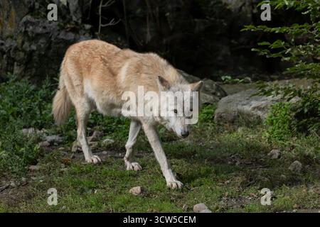 Lupo nordoccidentale (Canis lupus occidentalis) - lupo della valle di Mackenzie, lupo di legno dell'Alaska o canadese, canino della famiglia Canidae, originario dell'ovest Foto Stock