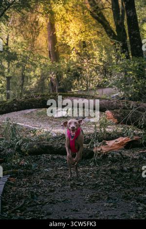 Il cane Happy Weimaraner corre con le orecchie che volano e un ampio sorriso attraverso un sentiero nella foresta, indossando un collare rosa brillante con alberi caduti sullo sfondo Foto Stock
