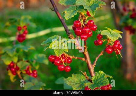 Bacche ribes rosse su un Bush alla luce del sole estivo Foto Stock