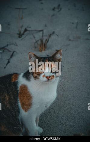 Moody Ritratto di un Calico Gatto randagio sulla spiaggia Foto Stock