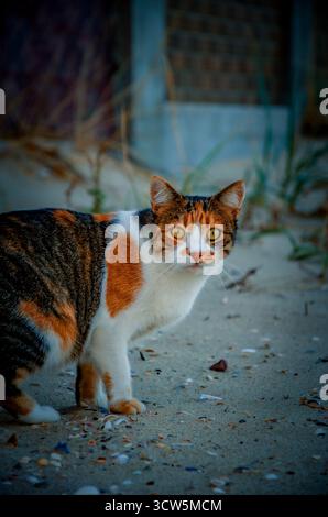 Il gatto calico randagio con occhi luminosi su un litorale di Sandy Beach Foto Stock