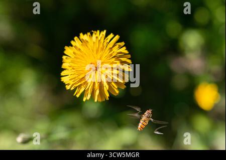 Hoverfly si avvicina a una fioritura di dente di leone, macro con ali sfocate in movimento e morbido bokeh verde; piccolo impollinatore in natura. Foto Stock