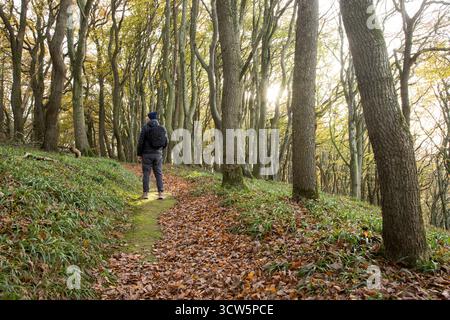 Camminate solitarie in splendidi boschi, uomo in piedi in un raggio di luce nella foresta verde Foto Stock