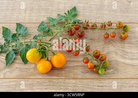 Appena raccolti pomodori gialli e grappoli di pomodori ciliegini con foglie verdi sui pannelli di legno. Solo verdure raccolte. Vista dall'alto. Foto Stock