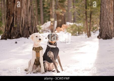 Due cani siedono in allerta nella foresta innevata di Tahoe, impacchettati con l'attrezzatura invernale Foto Stock