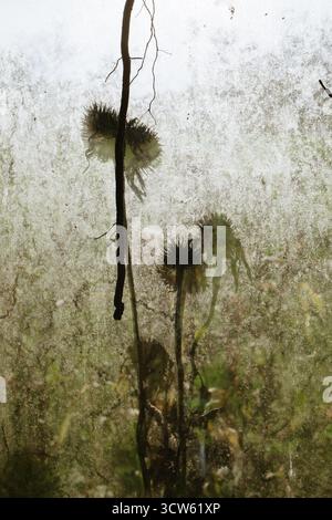 La luce del sole scorre attraverso i vecchi pannelli di vetro della serra Foto Stock
