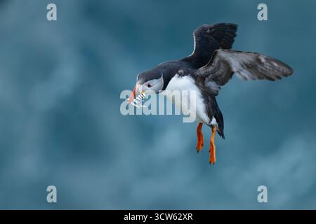 Atlantic Puffin con cicerelle, Brough di Birsay, Orcadi, Scozia Foto Stock