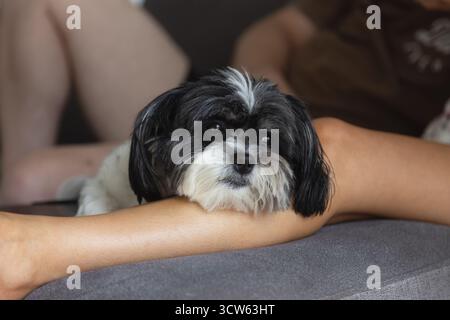 Bianco e nero Shih Tzu poggia la testa sul proprietario, guarda fuori dalla finestra Foto Stock