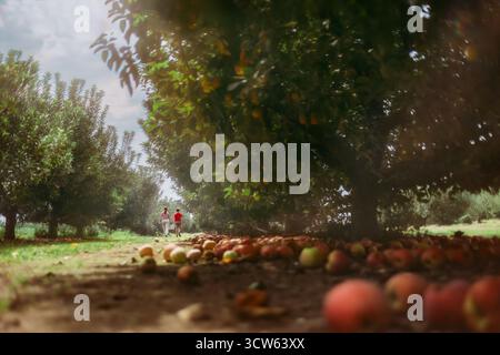 Due bambini che camminano attraverso il frutteto Apple tratto da Low Perspective Foto Stock