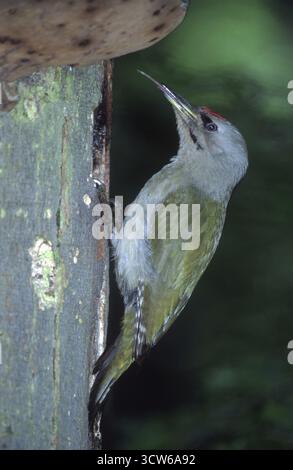 Picchio dalla testa grigia (Picus canus), Assia, Germania Foto Stock