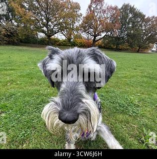 Primo piano di schnauzer standard durante una passeggiata autunnale nel parco Foto Stock
