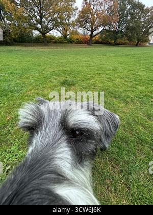 Primo piano di schnauzer standard durante una passeggiata autunnale nel parco Foto Stock