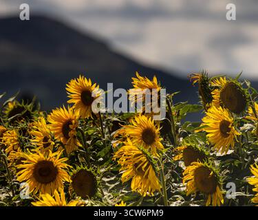 Girasoli sullo sfondo sfocato delle montagne Foto Stock