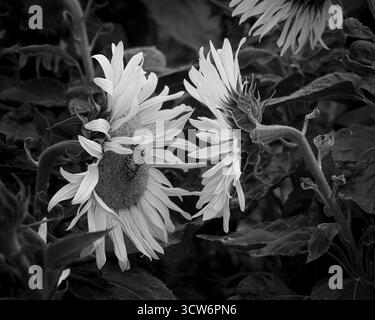 Girasole testa a testa in BW Foto Stock