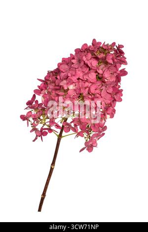 Testa di fiore di ortensia rosa singola su uno stelo ritaglio isolato su sfondo bianco Foto Stock