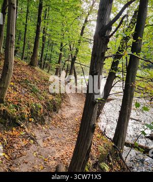 Stretto sentiero lungo il lago. Autunno nel bosco, il terreno è ricoperto di foglie cadute, ma gli alberi sono ancora verdi. Foto Stock