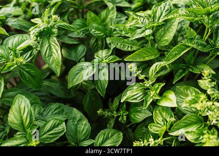 Pianta di basilico verde che cresce nel giardino di casa. Foglie fresche di erbe genovese. Tulsi. Foto Stock