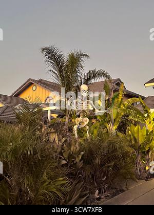 Scheletro gigante tra le foglie di palma al tramonto in California Foto Stock