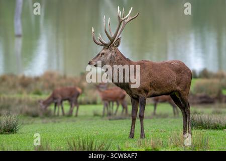 Maestoso cervo rosso (Cervus elaphus) cervo con grandi corna e fa in piedi in prato sulla riva del lago durante il rut in autunno / autunno Foto Stock