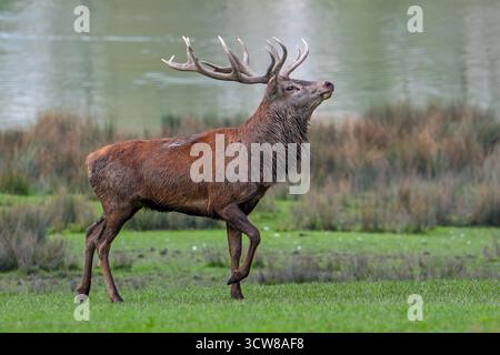 Maestoso cervo rosso (Cervus elaphus) cervo con grandi palchi in erba sulla riva del lago durante il rut in autunno/autunno Foto Stock